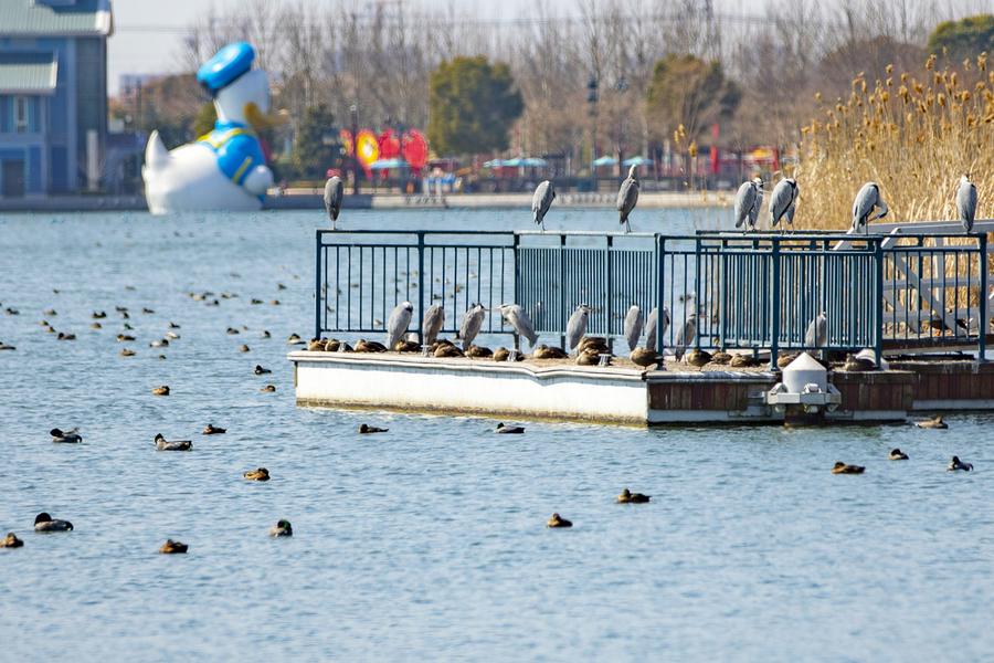 Shanghai Disney Resort aplicará política de venta de entradas con nombre real
